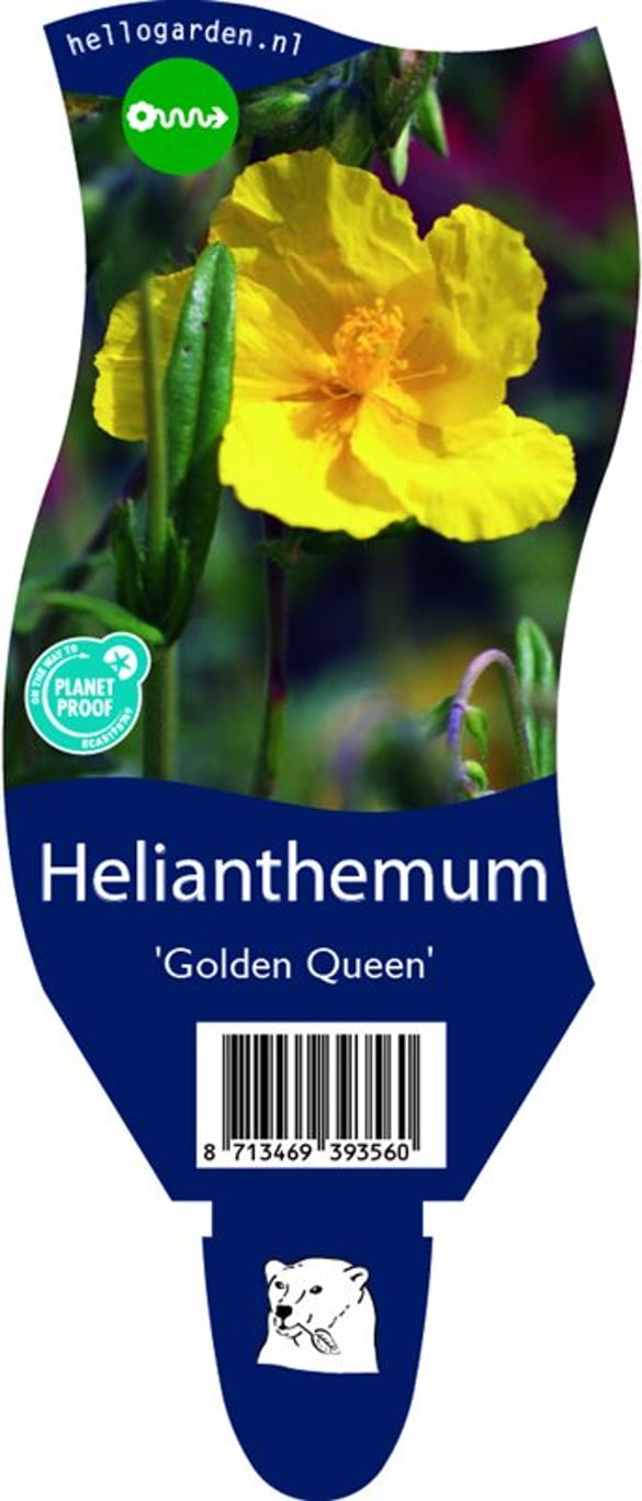 Helianthemum 'Golden Queen' - P11